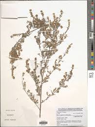 Image result for Indigofera pulchra