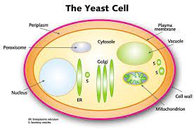 Check spelling or type a new query. Different Kinds Of Cells Note