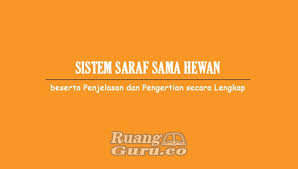 Mulai dari sistem pencernaan, pernafasan, peredaran darah, urogenital, hingga sistem syarafnya. Sistem Saraf Pada Hewan Beserta Penjelasan Dan Pengertian Lengkap