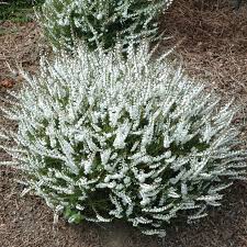 Image result for Calluna vulgaris