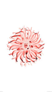Ac93 Wallpaper Iphone6 Plus Ios8 Apple Flower Red Mit Bildern Sperrbildschirm Blumen Wallpaper Hintergrundbilder