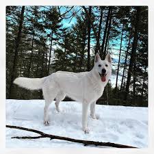 Comes with first set of vaccines and dewormed. Our White Swiss Shepherd Dogs Rose Valley White Shepherds