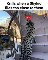 A Meme I Put In The Discord Thought Reddit Would Like It Too Skygame Child Of Light Funny Pictures Funny Memes