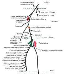 Radial Nerve Anatomy And Examination Simplified With Mnemonics Epomedicine Easy way to remember it. radial nerve anatomy and examination