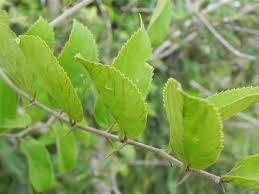 Image result for Celtis