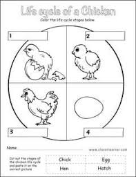 Life Cycle Of A Chicken Worksheet For Kids Cycle For Kids Life Cycles Life Cycles Preschool