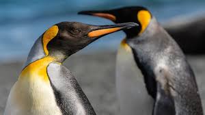 — kyle palmieri's second goal of the game 16:30 into overtime lifted the. Congratulations To New Penguin Dads Skipper And Ping