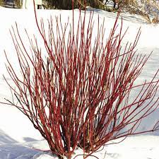 Maybe you would like to learn more about one of these? Red Osier Dogwood Finegardening