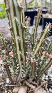 Image result for Euphorbia schinzii