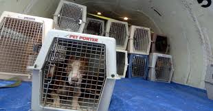 Pin On Pet Care High Priority