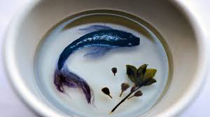 3d Art Resin Black Goldfish Koi Fish Painting Romanii Au Talent 2017 Preselectii Youtube Recine