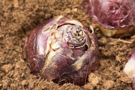 Allerdings ist diese methode sehr. Blumenzwiebeln Pflanzen Im Herbst Ist Die Beste Pflanzzeit Botanik Guide