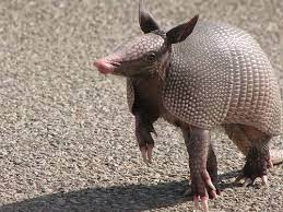 Nine Banded Armadillo Dasypus Novemcinctus Armadillo Animal Armadillo Art Armadillo