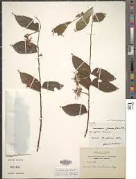 Image result for Dicranolepis