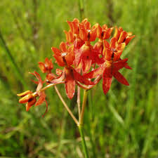 Image result for Landolphia lanceolata