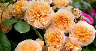 Image result for Margaretta rosea