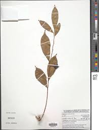 Image result for Carpolobia