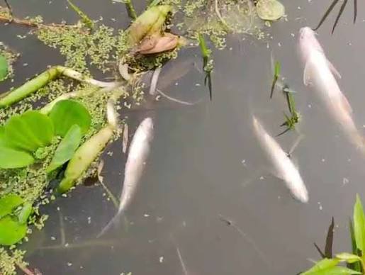 Ganashakti-এবার জলপাইগুড়ির পাঙ্গা নদীতে মরা মাছের ঝাঁক, সতর্কতা চিকিৎসকদের
