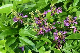 Image result for Millettia makondensis