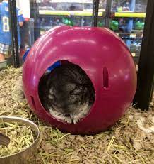 But im pretty sure at petco or petsmart you can get one. Chinchilla At Petco Animals Beautiful Cute Animals Pet Birds