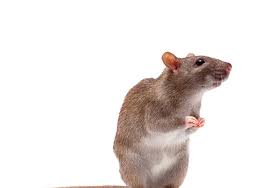 What sound does a rat make when giving birth. Why Do Mice Come Into The House In Summer Experts Tell All