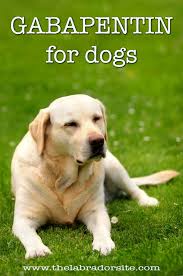 Pin On Dog Health Care