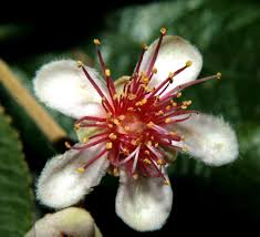 Image result for Glyphaea tomentosa