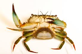 Image result for Blotiella crenata