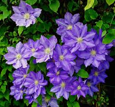 Seeds inside should be brown, if green delay harvest a few days and try again until seeds appear brown then harvest the remainder. Why Is Clematis Pruning So Hard Landscape Ontario