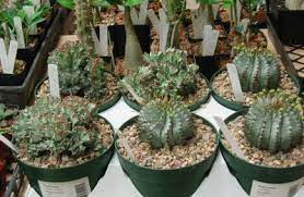 Andreas mordhorst holds a master's degree in biology (applied botany with focus on plant. Succulent Care And Lists Central Texas Gardener