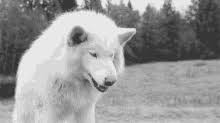 We hope you enjoy our growing collection of hd images to use as a. White Wolf Gifs Tenor