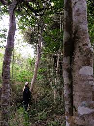 Image result for Afrocanthium mundianum