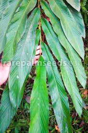 Image result for Searsia tomentosa