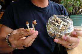 Shrooms distributors dry the grown magic mushrooms to preserve them for a long time. A Grand Experiment How Shrooms Made Denver America S Most Drug Friendly City Denver The Guardian