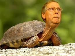 He voted six time to raise his pay and 15 times against raising the minimum way. Senator Mcconnell Falls Breaks Flipper Dennis Wobber Humor Times