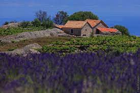 Hvar The Croatian Island Which Has It All 11 Lavender Total Croatia Sailing Total Croatia Sailing