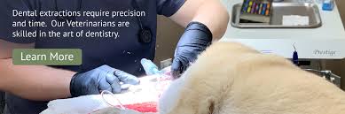 Healthy pets animal hospital and rehabilitation center. Shiloh Veterinary Clinic A Full Service Animal Hospital Poviding Veterinary Care In Shiloh Il