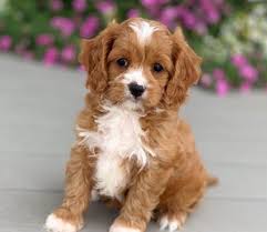 I was about to put a deposit down for a mini cavapoo with crockettdoodles.com but then read reviews and am now looking for a reputable breeder in the nj, ny, pa area. Cavapoo Puppies By Design Online