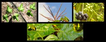 Image result for Araliaceae