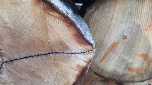 The dark and light parts of the growth rings in pine have great contrast. Secrets To Log Identification By Davidswoodshed Lumberjocks Com Woodworking Community