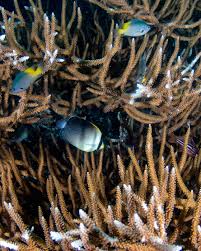 Image result for Hyparrhenia niariensis