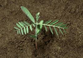 Image result for Sesbania