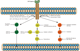 Catching cancer early will improve your chances of. The Emerging Treatment Landscape Of Targeted Therapy In Non Small Cell Lung Cancer Signal Transduction And Targeted Therapy