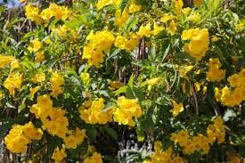 Yellow flowers brighten any landscape, even on a cloudy day. Summer Blooms That Can Take The Heat The San Diego Union Tribune