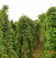 Yam Production And Marketing Business Plan Dayo Adetiloye Shop