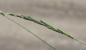 Image result for Moorochloa eruciformis