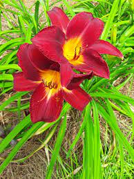 Red Daylilies Day Lilies Perrenial Flowers Making Plant Pots