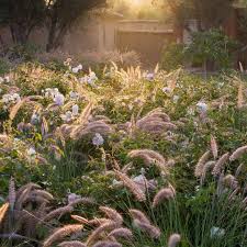 Sublime Planting Of Pennisetum Setaceum And Iceberg Roses By Eric Ossart And Arnaud Maurieres Dar Igdad Morocco Ornamental Grasses Plants Gardens Of The World