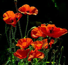 Under A Spell Poppy Painting Beautiful Flowers Flower Aesthetic