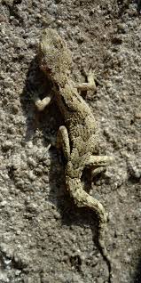 Image result for Kotschya carsonii